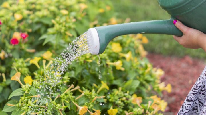 Comment prendre soin de ses plantes d&rsquo;intérieur